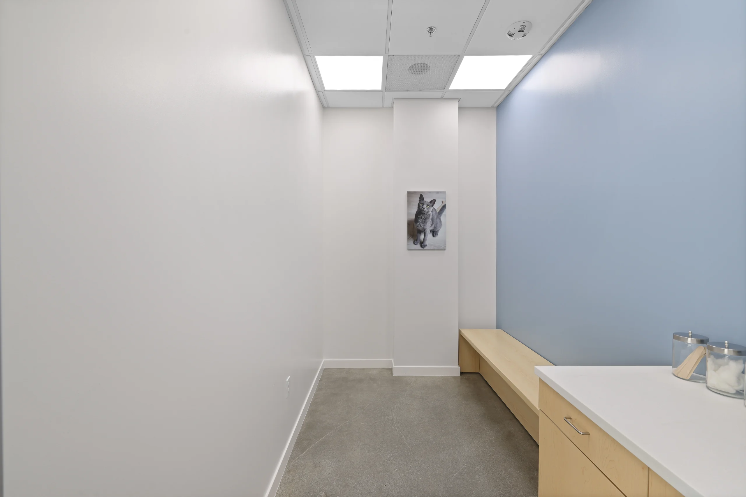 Cumulus Animal Hospital – Culver City Scaled